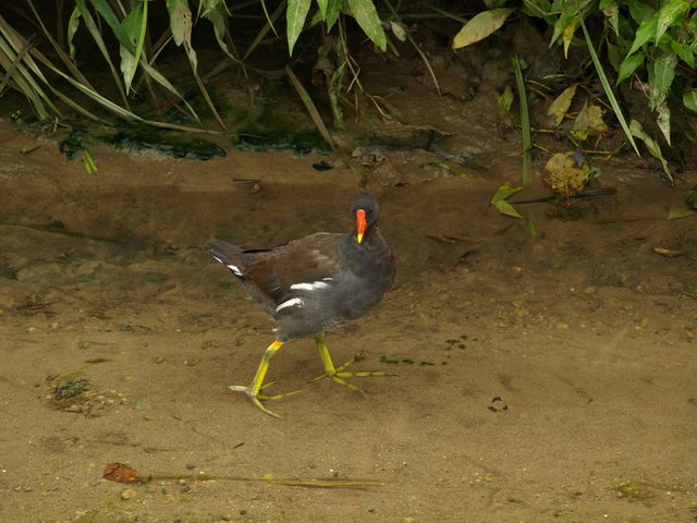 Gallinelle d''acqua ?