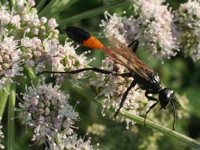 Ammophila sabulosa (Sphecidae).