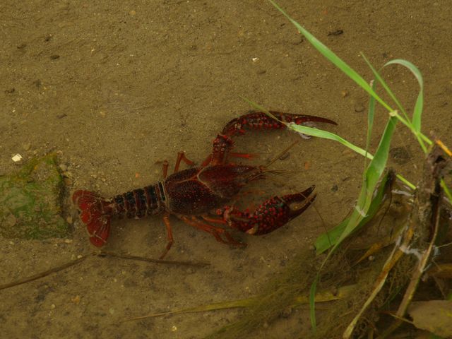 Procambarus clarkii