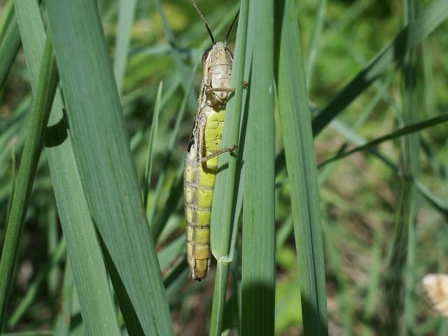 Chorthippus parallelus