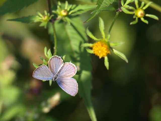 Polyommatus icarus  ?