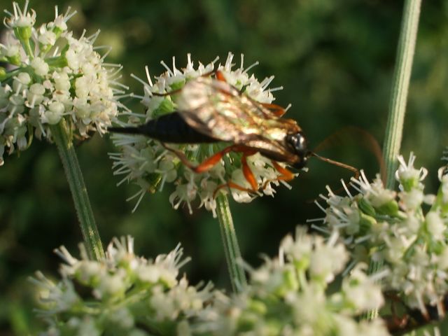 Ichneumonidae.