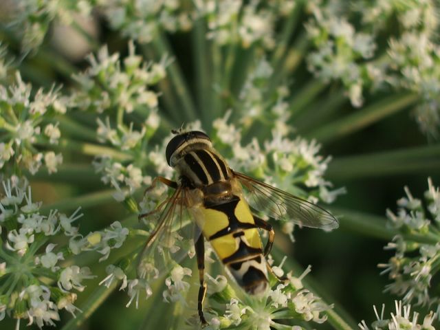 Diptero da identificare