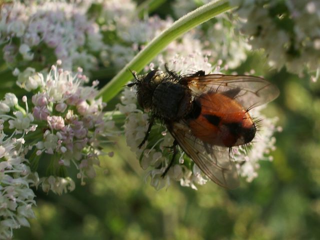 Tachinidae.