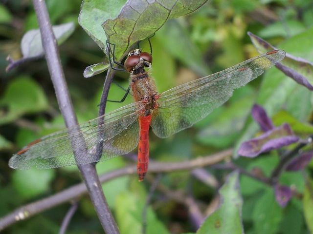 Sympetrum depressiusculum & Crocothemis, maschi