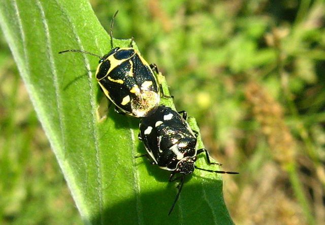 Pentatomidae: Eurydema oleracea della campagna cremasca (CR)