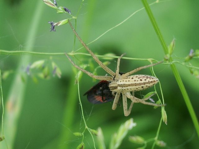 Tibellus sp.