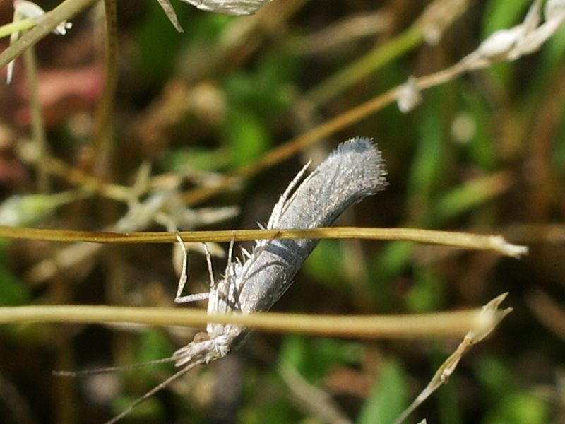 Presunto lepidoptero da determinare