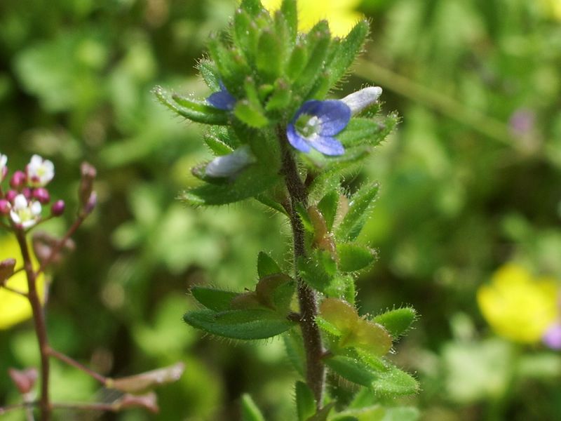 Veronica arvensis / Veronica dei campi