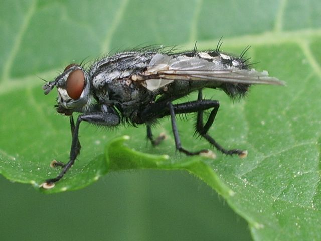 Sarcophaga carnaria ?