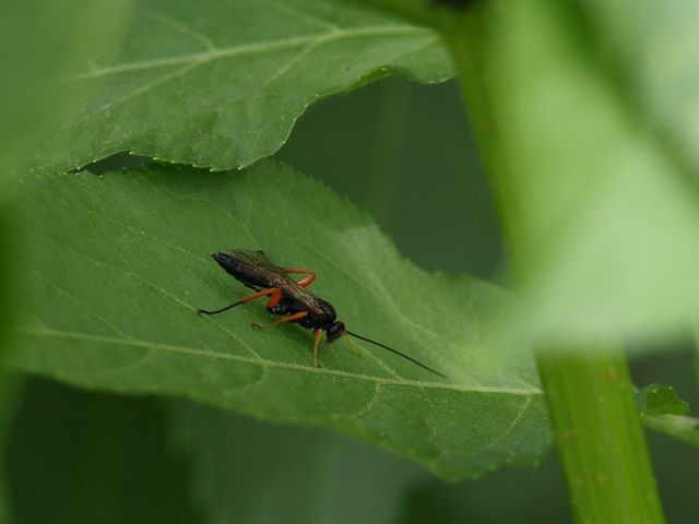 Ichneumonidae, probabile genere Pimpla