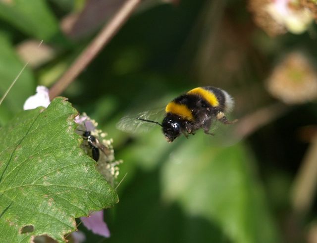 BOMBUS TERRESTRIS o altro?