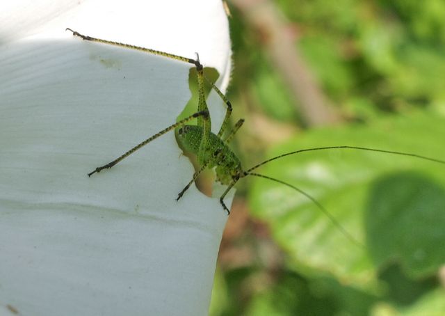 Neanide di Phaneroptera sp.