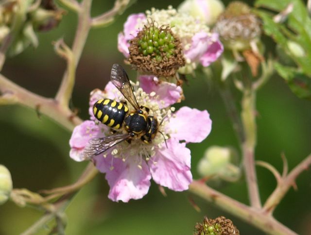 Ancistrocerus sp., Sceliphron caementarium e  Anthidium sp.