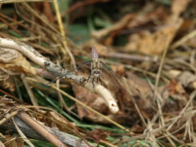 Da determinare - Orthetrum brunneum (femmina)