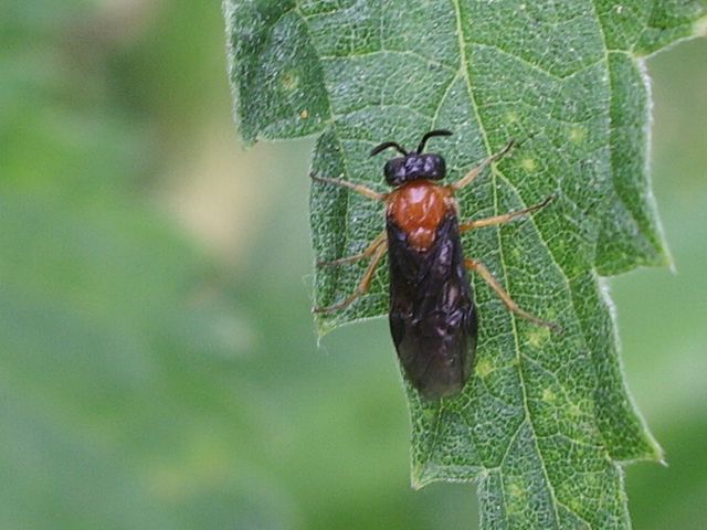 Argidae