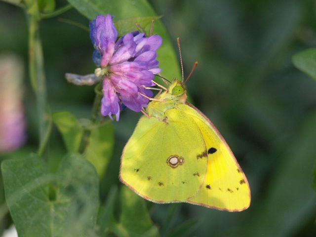 Colias alfacariensis  ?