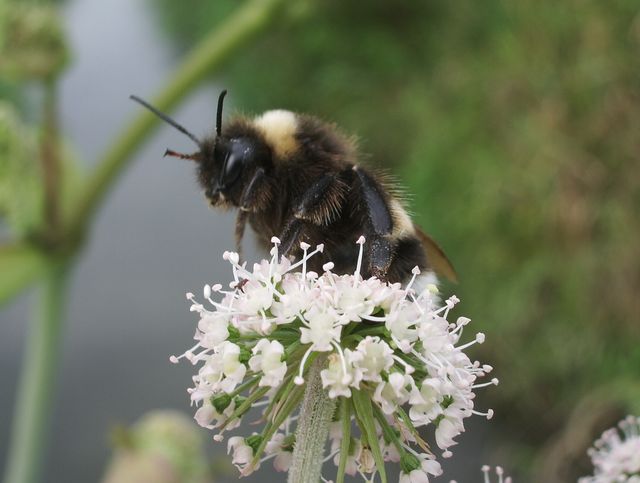 Bombus di due specie