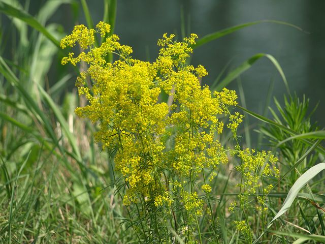 Galium verum s.l.