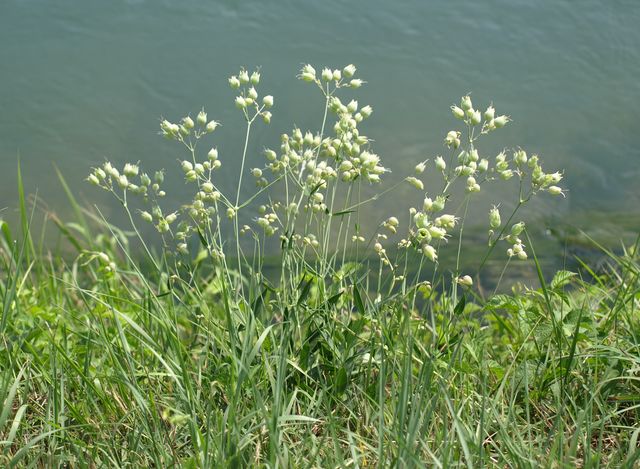 Silene vulgaris sl.