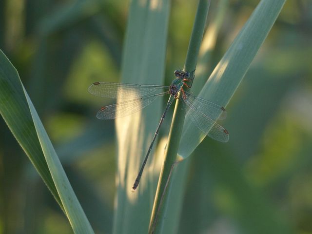 Libellula da determinare