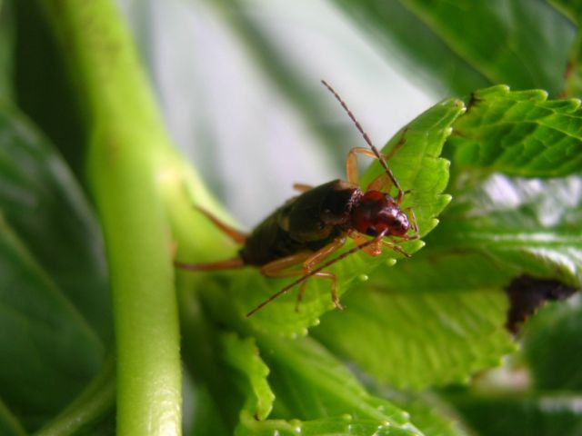 Forficula auricolaria