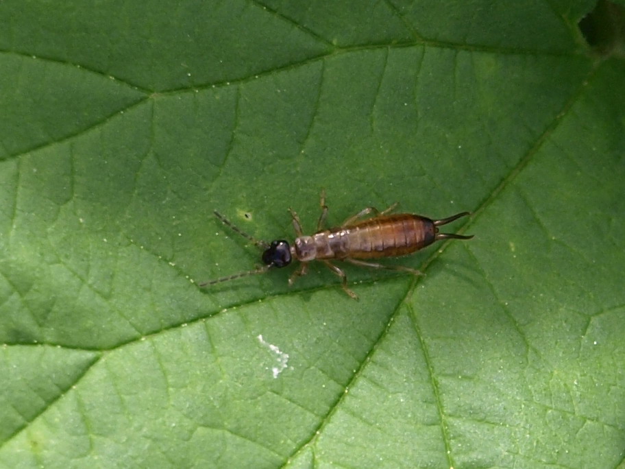 Forficula auricolaria