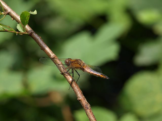 Libellula depressa maschio immaturo