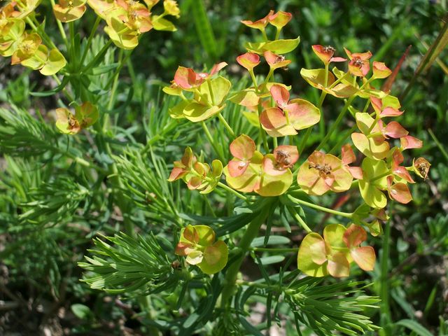 Euphorbia cyparissias - Euforbia cipressina