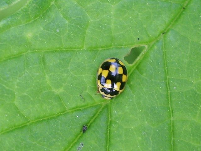 Coccinella da determinare