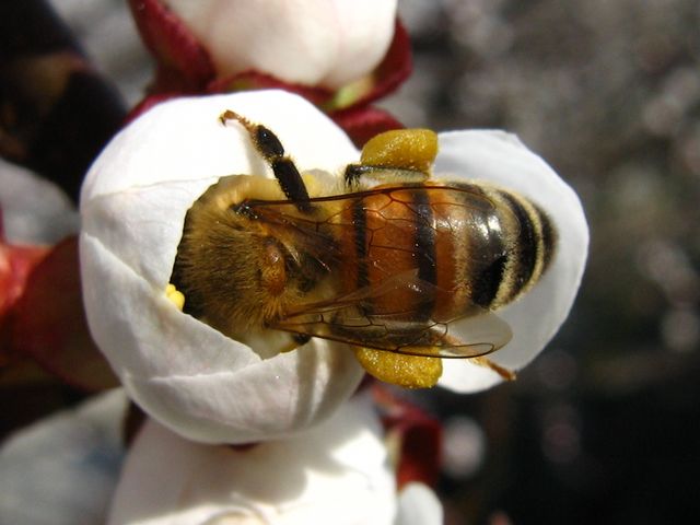 Apis mellifera.