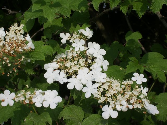 Viburnum opulus  /  Palla di neve