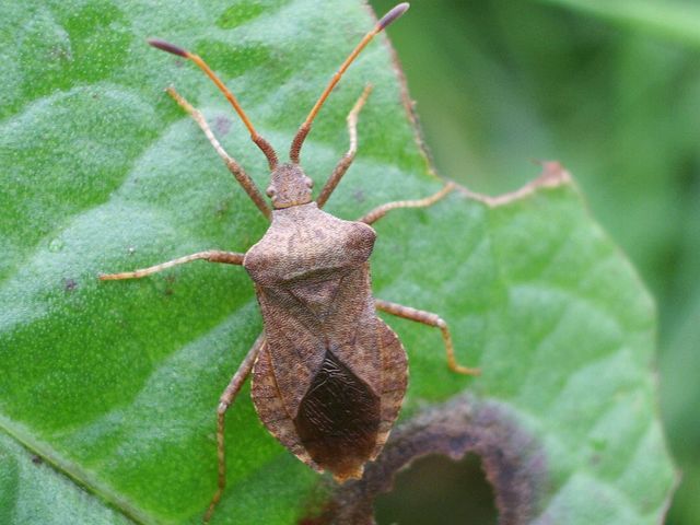 Coreus marginatus