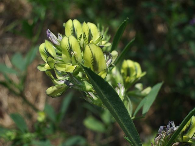 Medicago sativa