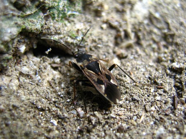 Lygaeidae: Rhyparochromus vulgaris del Cremasco (CR)