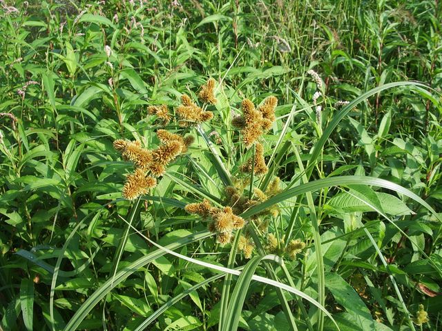 Cyperus sp.