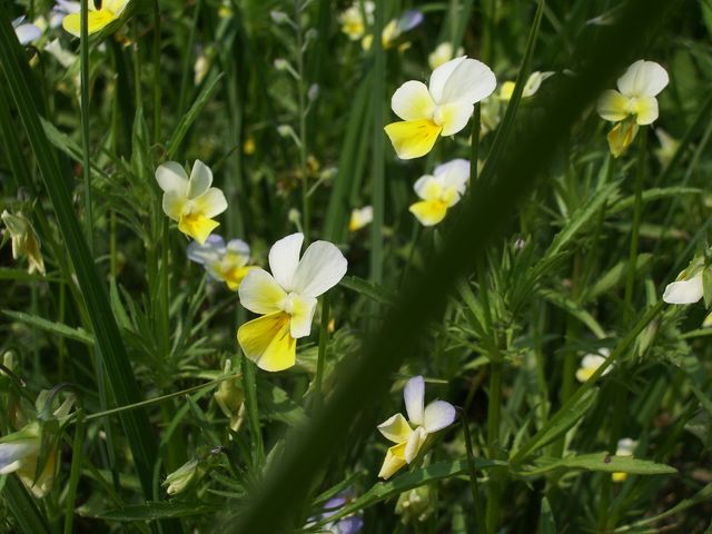 Viola tricolor