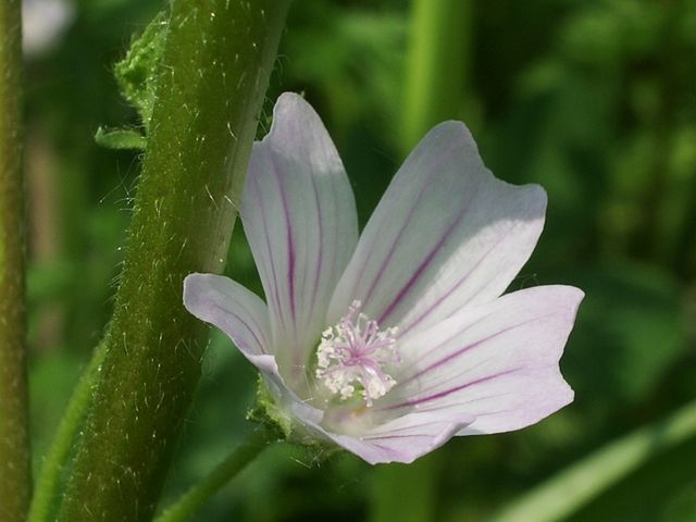 Malva sylvestris