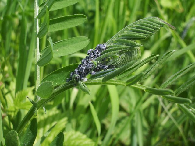 Aphididae con formiche e predatori