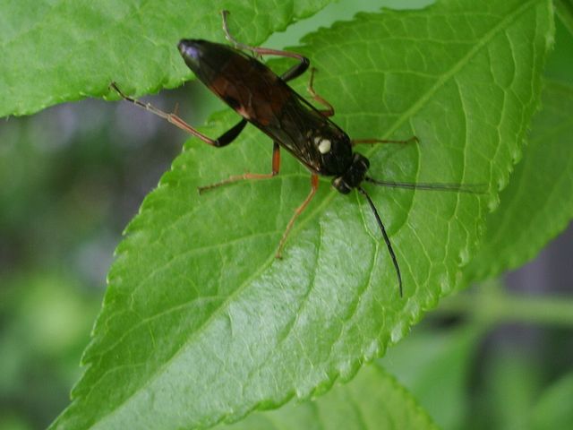 Imenottero da identificare ( Macrophya albicincta ?)