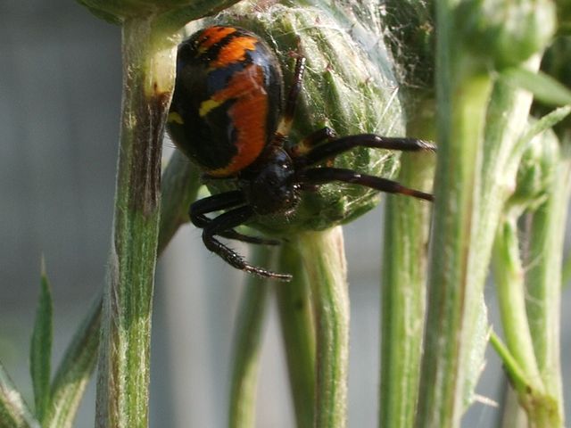 Synaema globosum