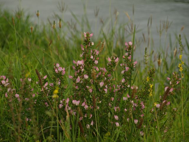 Fiorellini rosa da determinare - Ononis spinosa
