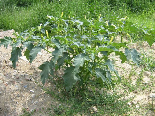 Datura stramonium / Stramonio comune