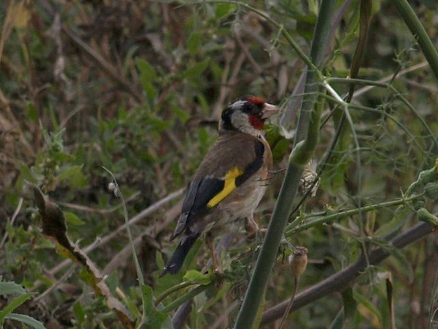 Uccellini da identificare