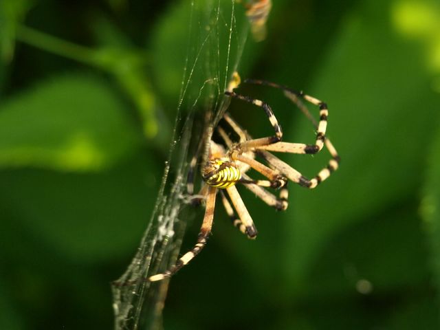 Argiope bruennichi