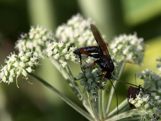 Ichneumonidae.