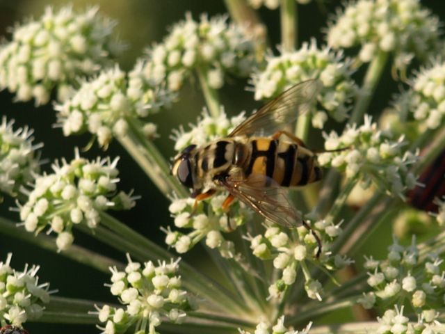 Myiathropa florea (Syrphidae)