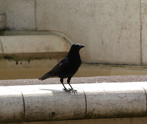 Cornacchia nera  o corvo?