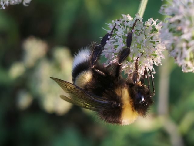 BOMBUS TERRESTRIS o altro?