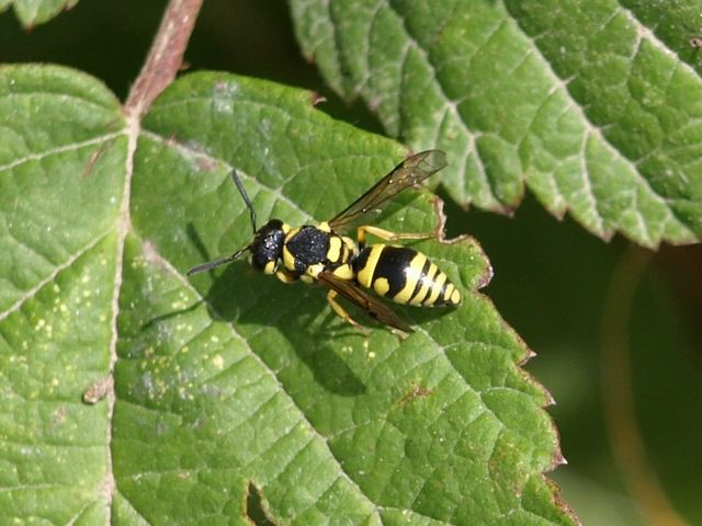 Ancistrocerus sp., Sceliphron caementarium e  Anthidium sp.